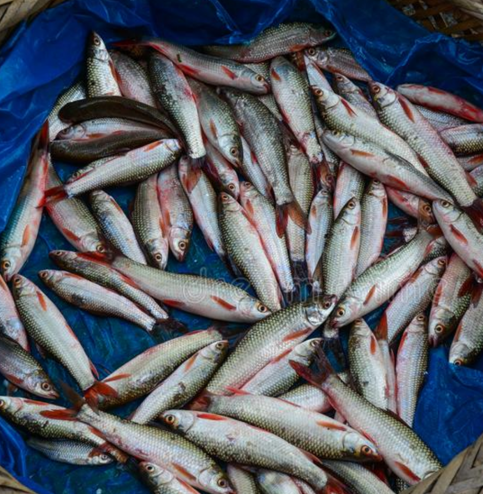  
                                          ताजा माछा(छडी)                      